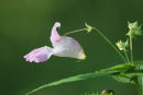 07-2667 Himalayan Balsom (Impatiens glandulifera) Flower, County Durham